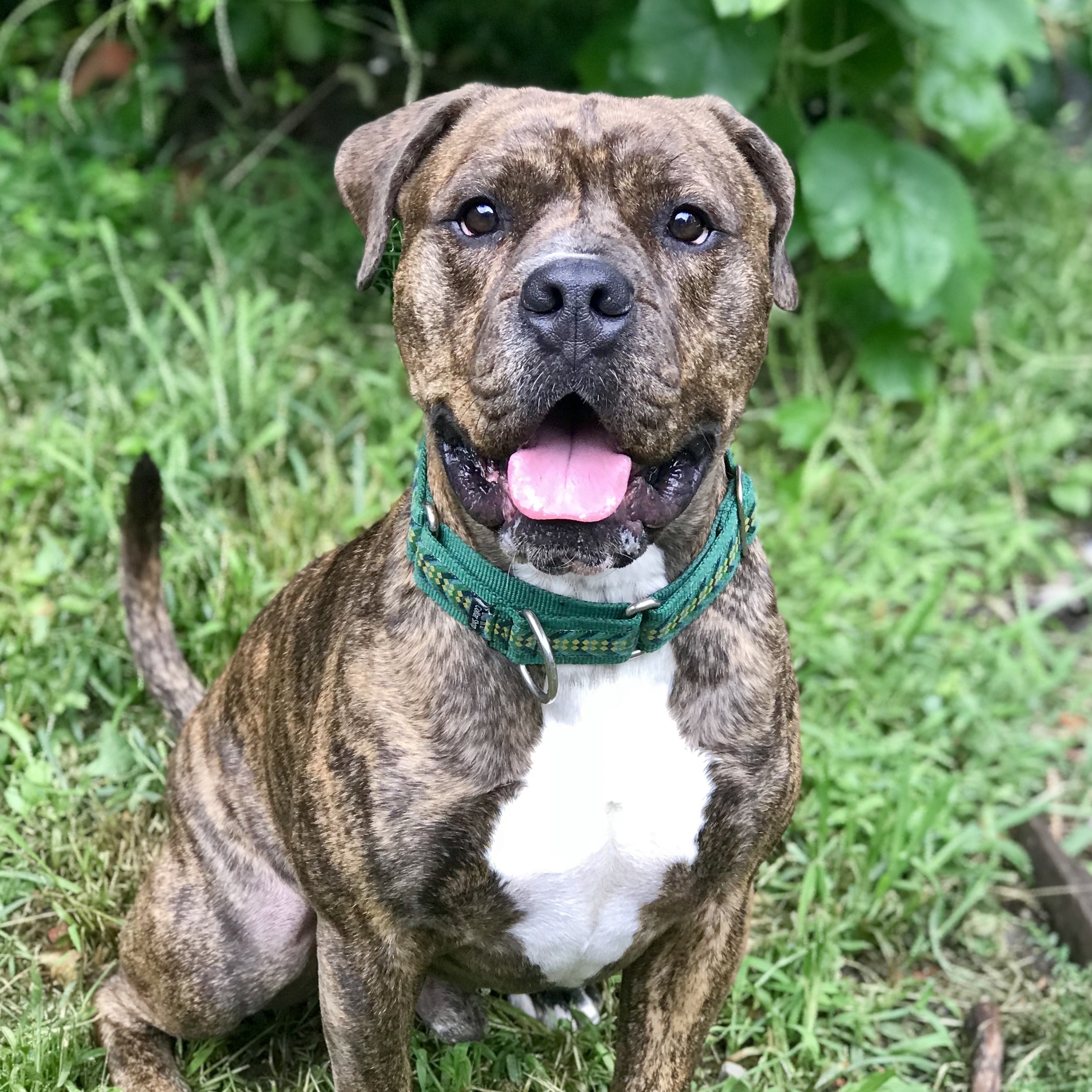 Earl, an adoptable American Staffordshire Terrier, American Bulldog in Troy, NY, 12180 | Photo Image 2