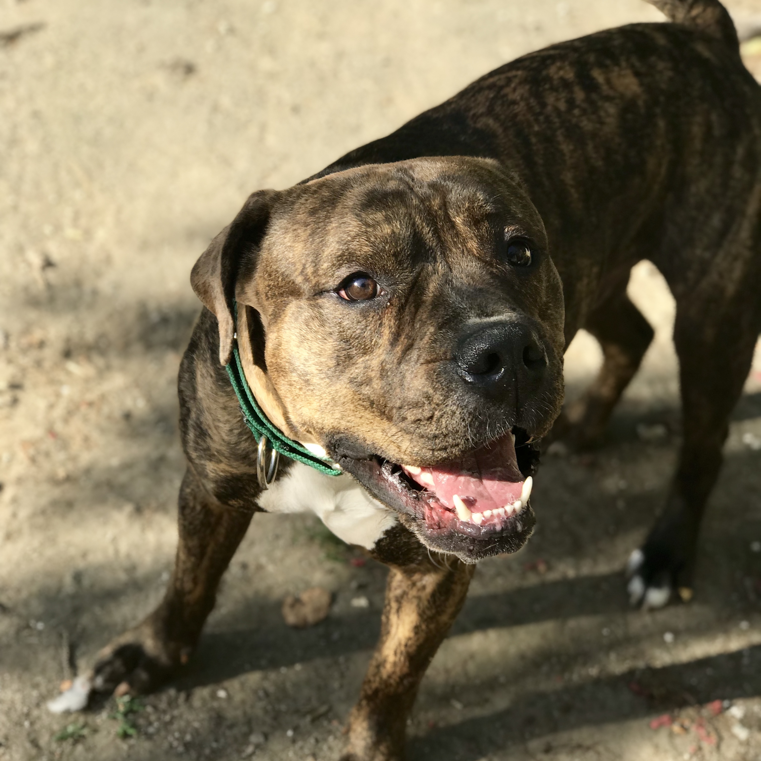 Earl, an adoptable American Staffordshire Terrier, American Bulldog in Troy, NY, 12180 | Photo Image 3
