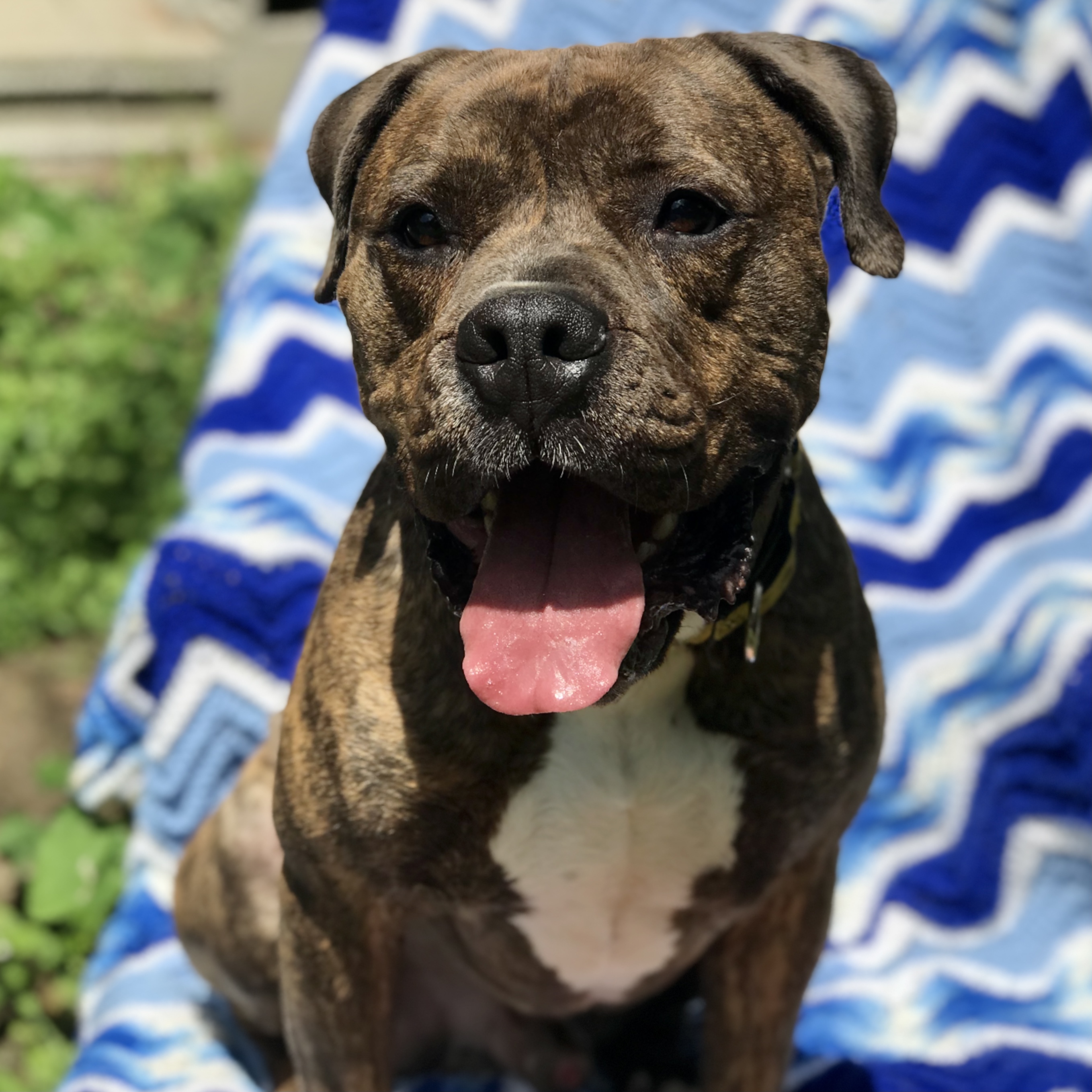 Earl, an adoptable American Staffordshire Terrier, American Bulldog in Troy, NY, 12180 | Photo Image 4