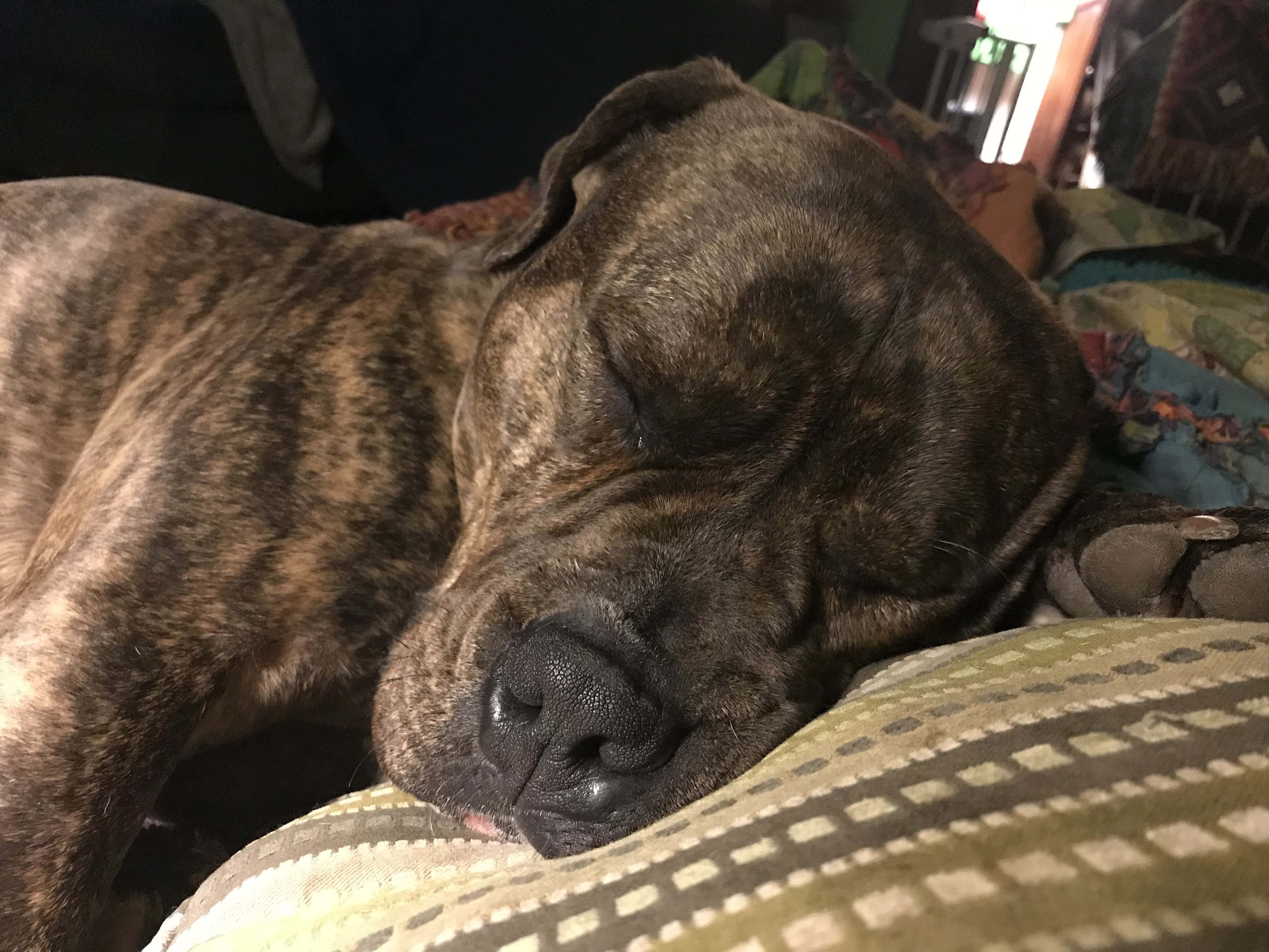 Earl, an adoptable American Staffordshire Terrier, American Bulldog in Troy, NY, 12180 | Photo Image 5