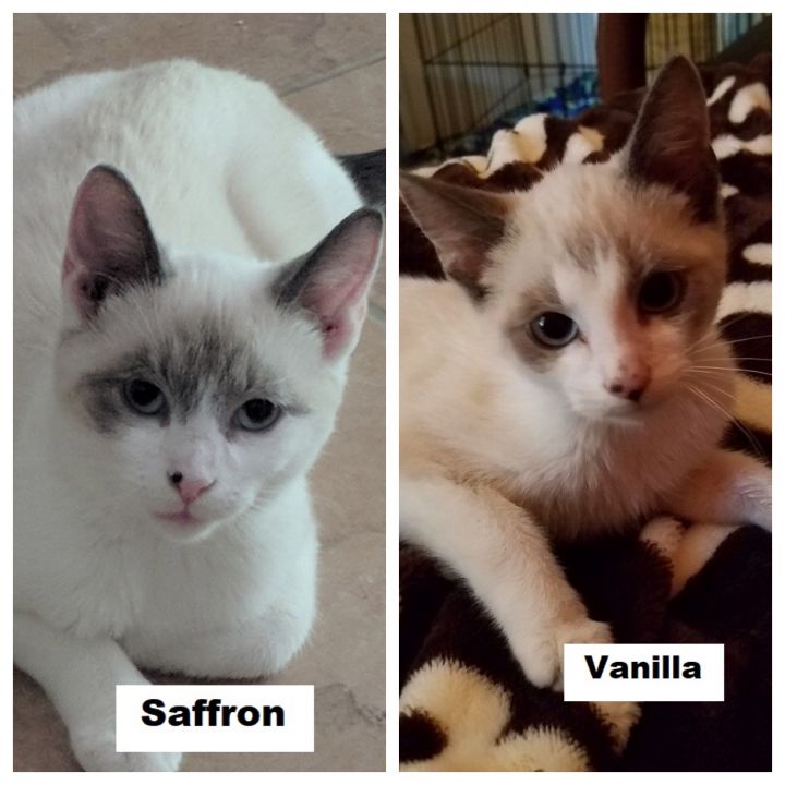 Saffron and Vanilla 1