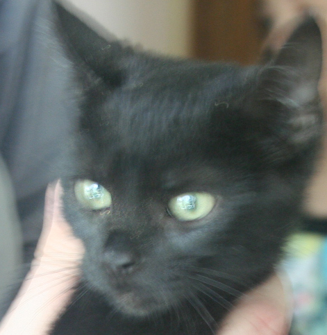 Cookie, an adoptable Domestic Short Hair in Mansfield, OH, 44907 | Photo Image 2