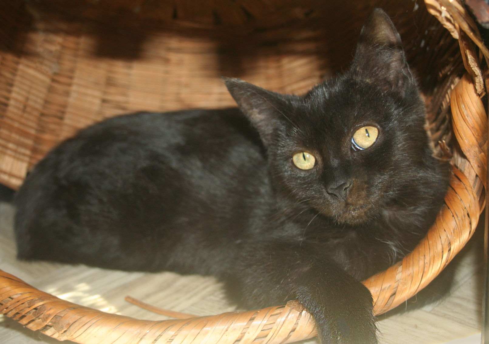 Cookie, an adoptable Domestic Short Hair in Mansfield, OH, 44907 | Photo Image 1