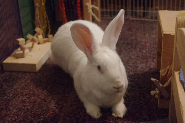 Esmeralda