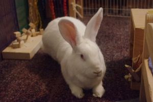Esmeralda is a large young and beautiful female New Zealand rabbit looking for 