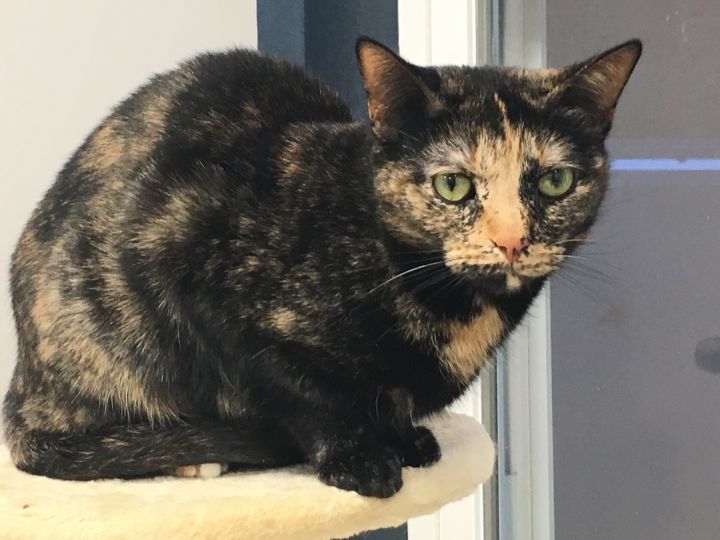North Haven, CT - Domestic Shorthair. Meet Chanel a Pet for
