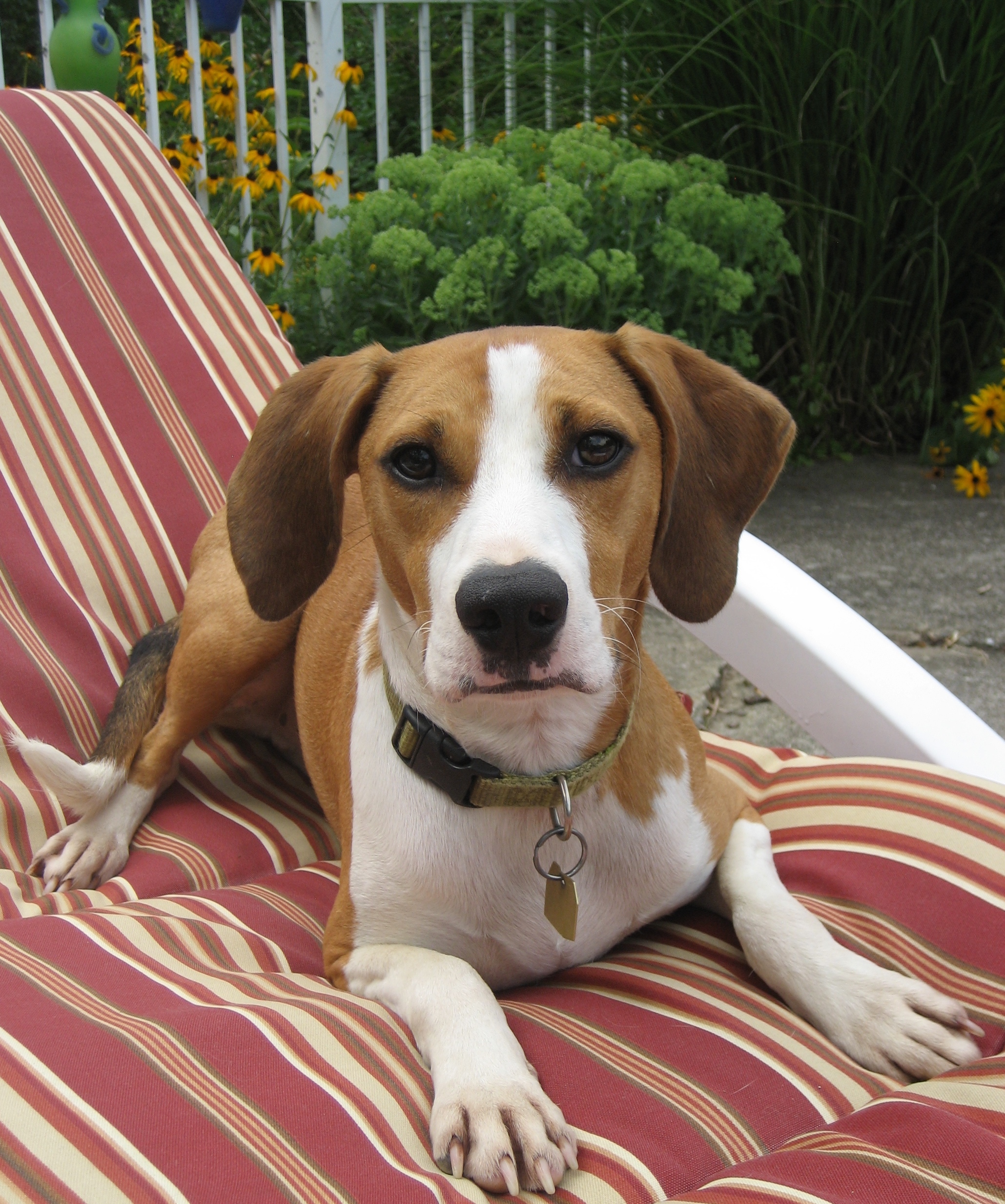 English Foxhound Beagle Mix 