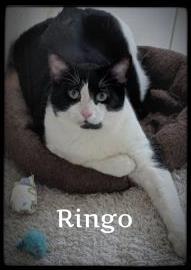 Ringo 1