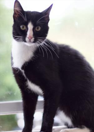 Jazz, an adoptable Domestic Short Hair in Waupaca, WI, 54981 | Photo Image 1