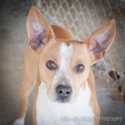 Rocky, an adoptable Jack Russell Terrier in Portsmouth, OH, 45662 | Photo Image 1