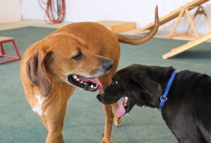 Kenny, an adoptable Redbone Coonhound Mix in Lake Odessa, MI