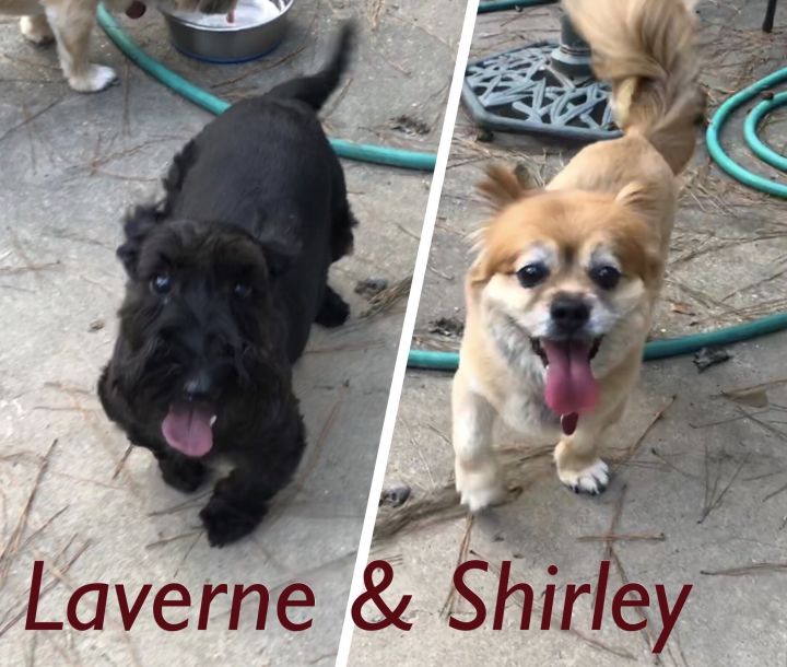 Laverne & Shirley 1