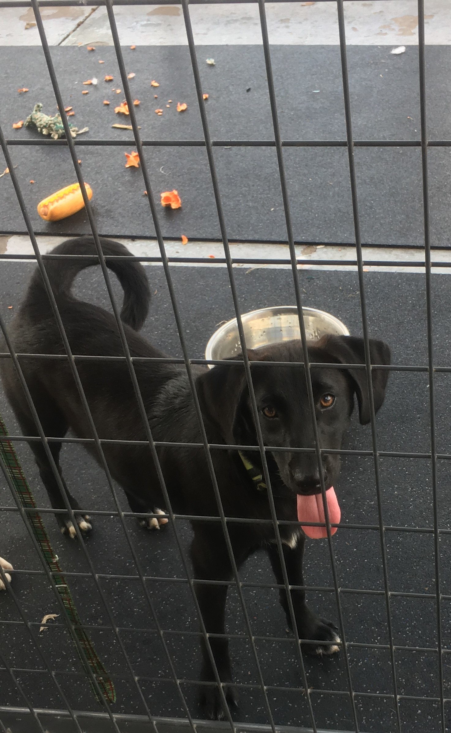 jett, an adoptable Labrador Retriever in Hearne, TX, 77859 | Photo Image 1