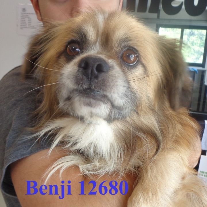 Benji 1