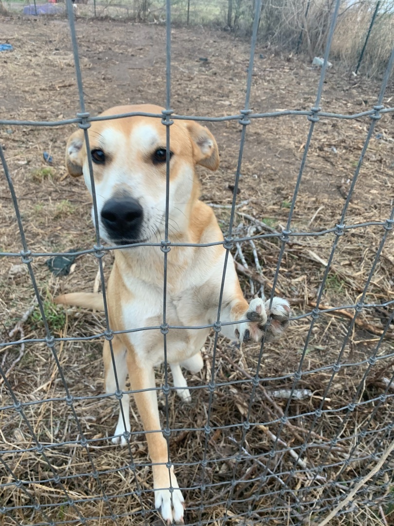 Aston, an adoptable Labrador Retriever, Mixed Breed in Beeville, TX, 78102 | Photo Image 2