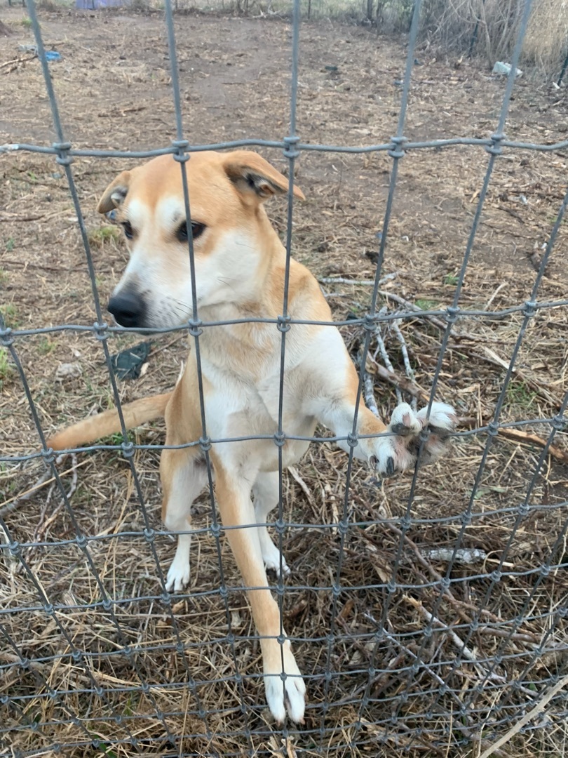 Aston, an adoptable Labrador Retriever, Mixed Breed in Beeville, TX, 78102 | Photo Image 3