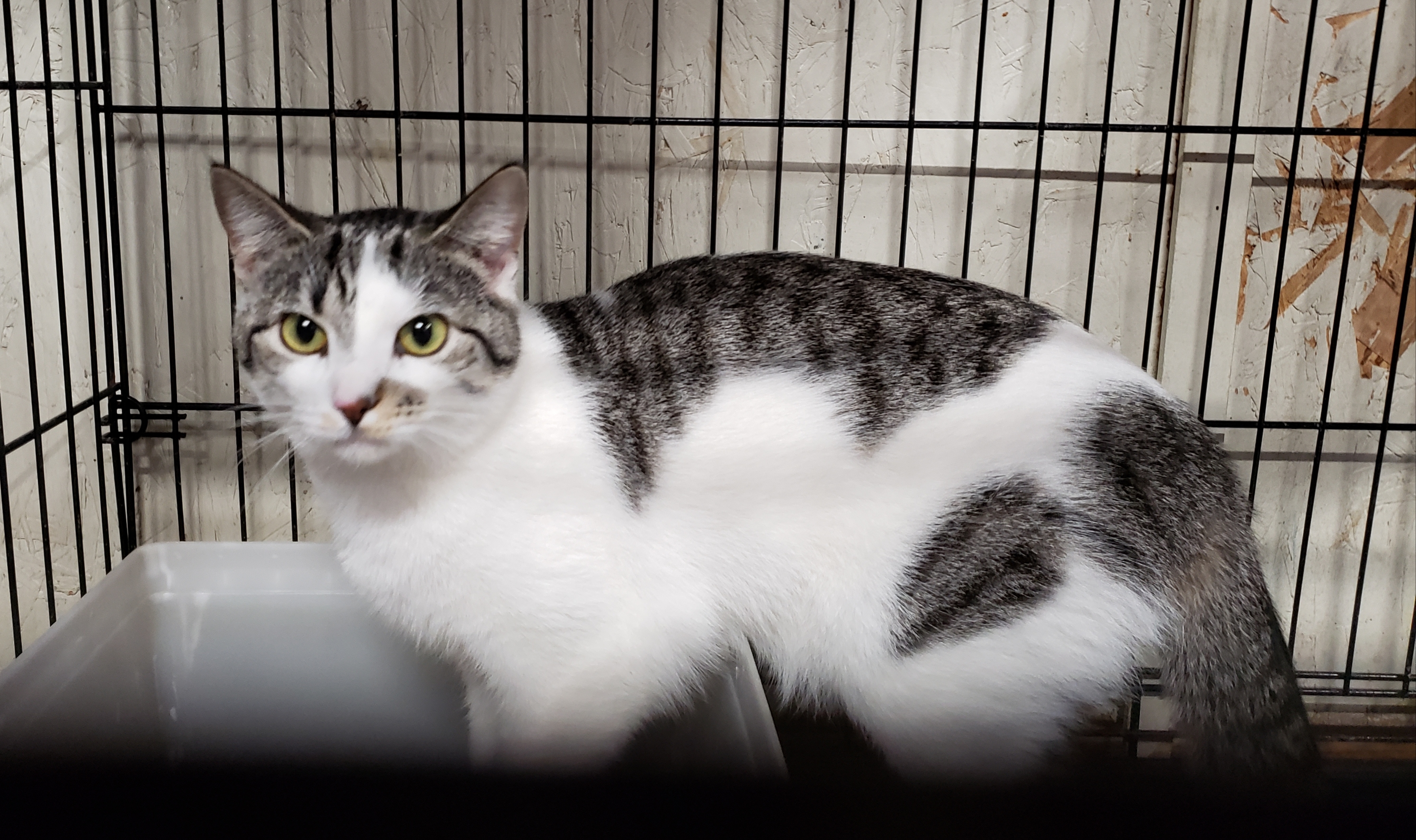 Tessa, an adoptable Domestic Short Hair, Tabby in New Martinsville, WV, 26155 | Photo Image 1