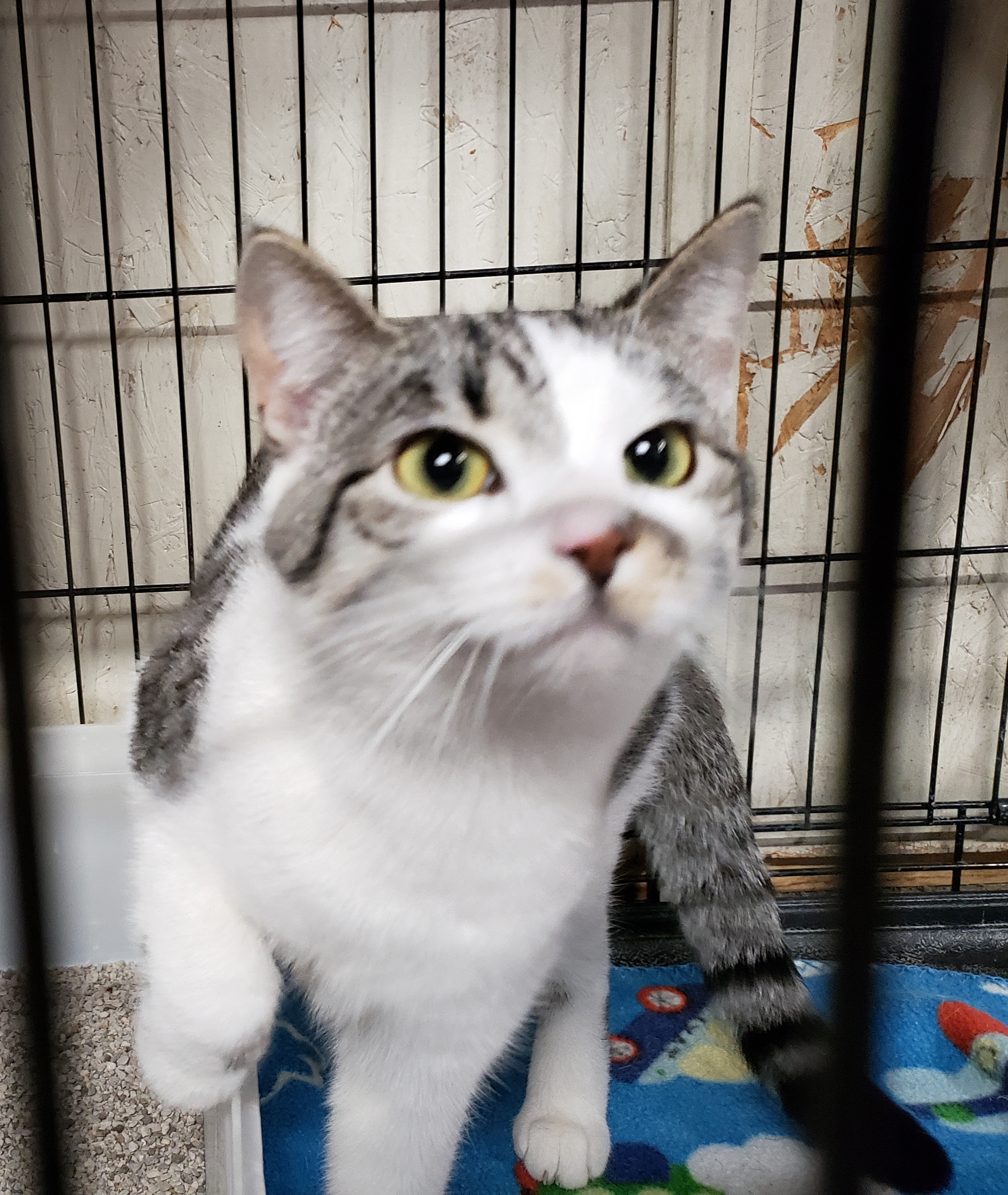 Tessa, an adoptable Domestic Short Hair, Tabby in New Martinsville, WV, 26155 | Photo Image 3