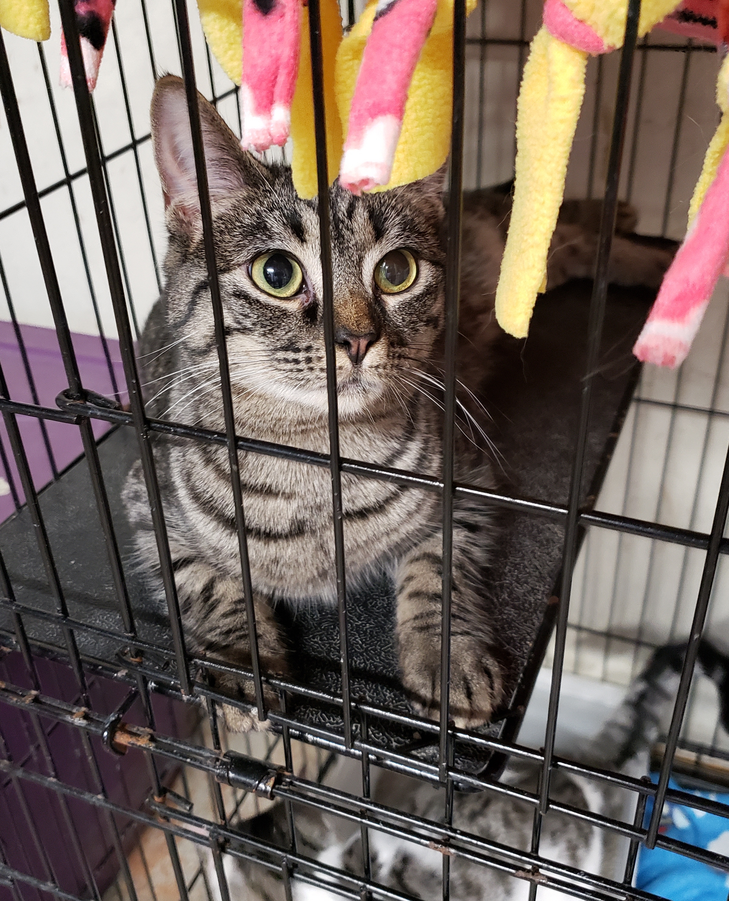 Twiggy, an adoptable Domestic Short Hair in New Martinsville, WV, 26155 | Photo Image 1