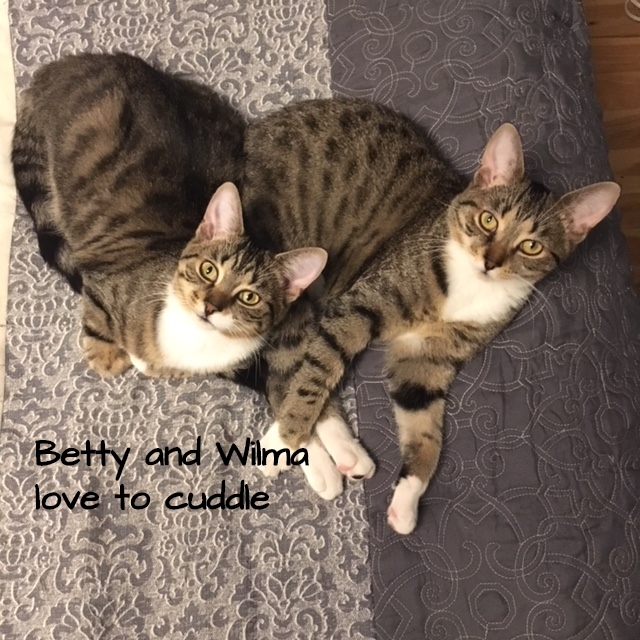 Betty and Wilma (Bonded Sisters) 5