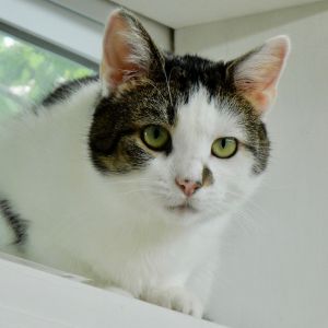 . Kitty .