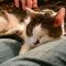 . Kitty .
