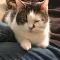 . Kitty .