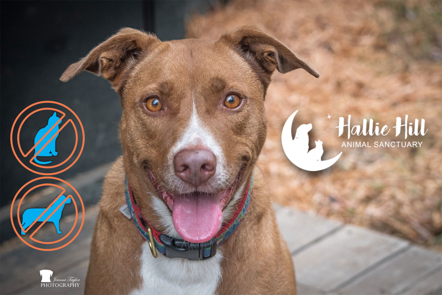 Mouse, an adoptable American Staffordshire Terrier in Hollywood, SC, 29449 | Photo Image 1