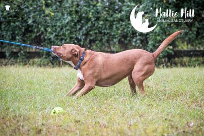 Mouse, an adoptable American Staffordshire Terrier in Hollywood, SC, 29449 | Photo Image 3