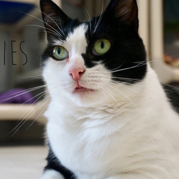 Cookies, an adoptable Domestic Short Hair in Queenstown, MD, 21658 | Photo Image 1