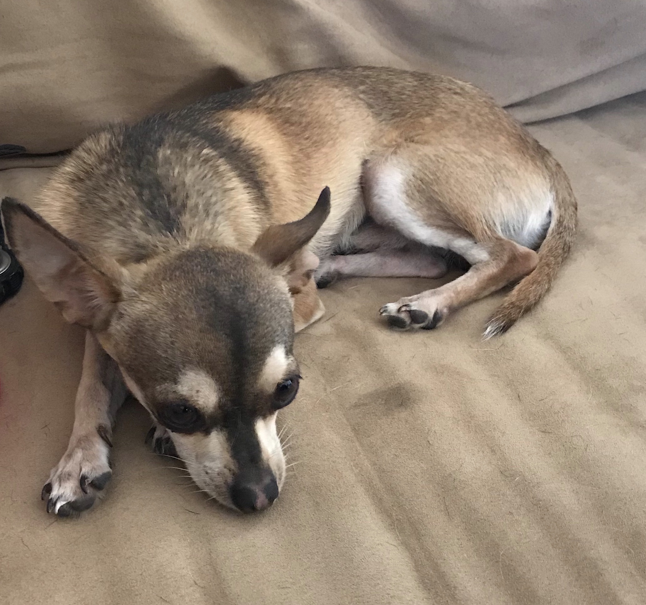 Pablo, an adoptable Chihuahua in Phoenix, AZ, 85048 | Photo Image 3