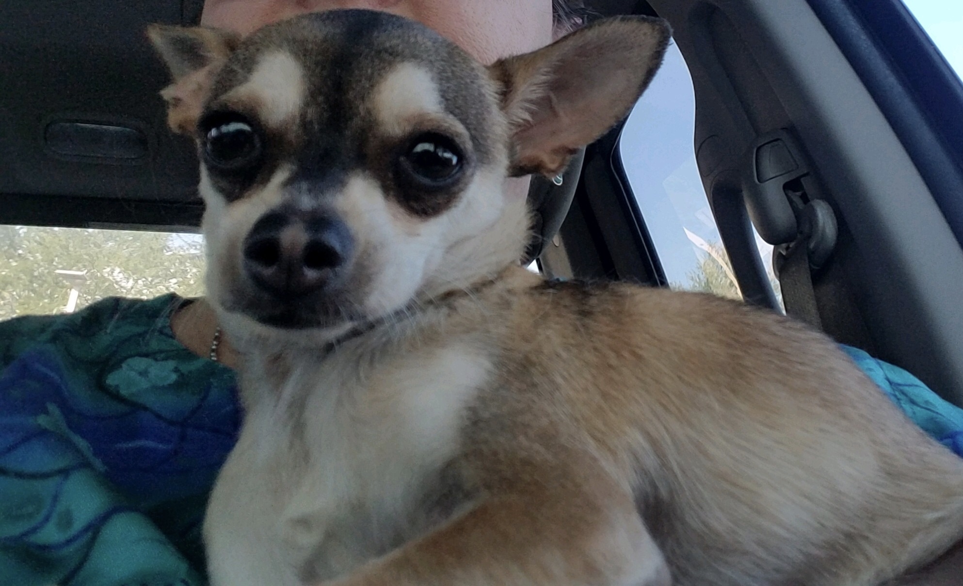 Pablo, an adoptable Chihuahua in Phoenix, AZ, 85048 | Photo Image 1