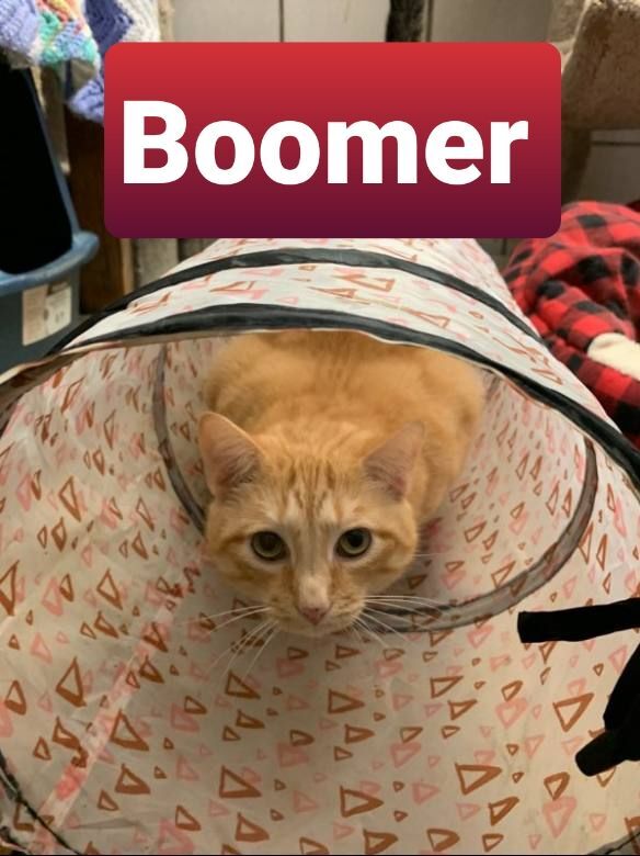 Boomer, an adoptable Domestic Short Hair in Kittanning, PA_image-1