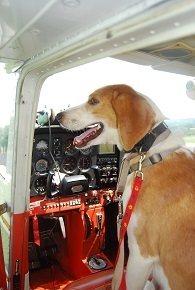 Benjamin, an adoptable Hound, Brittany Spaniel in Adams, MA, 01220 | Photo Image 1