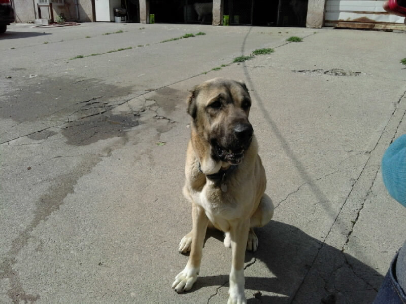 Raj, an adoptable Anatolian Shepherd in San Bernardino, CA, 92407 | Photo Image 1