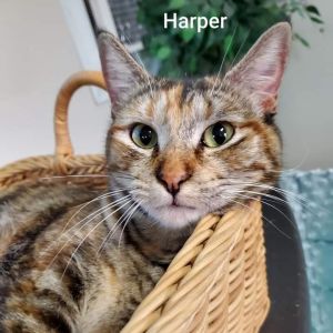 Harper