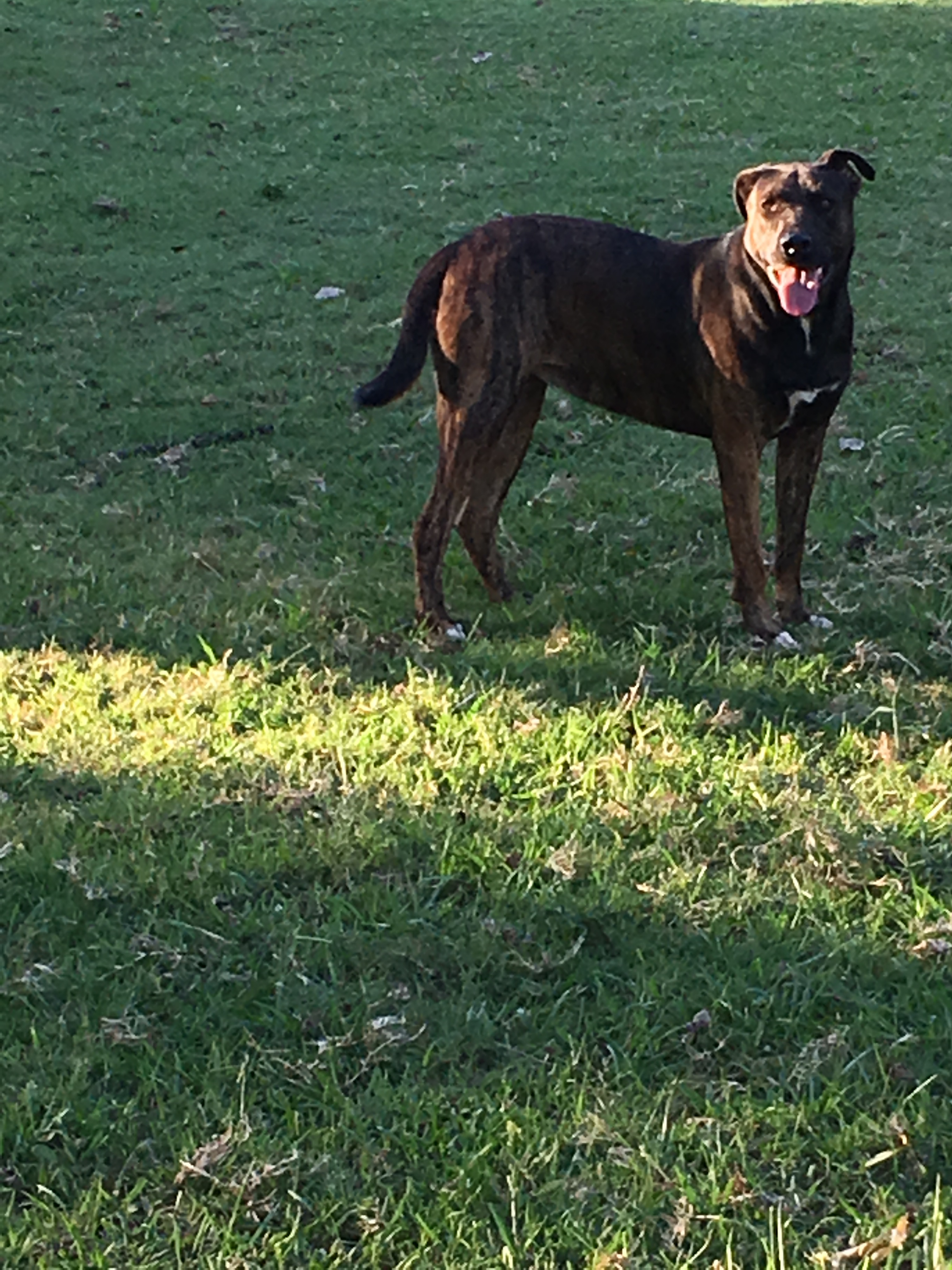 Nala, an adoptable Labrador Retriever, Boxer in Norman, OK, 73051 | Photo Image 1