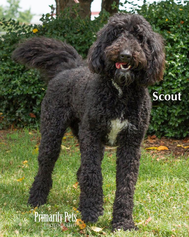 Scout Adopted detail page