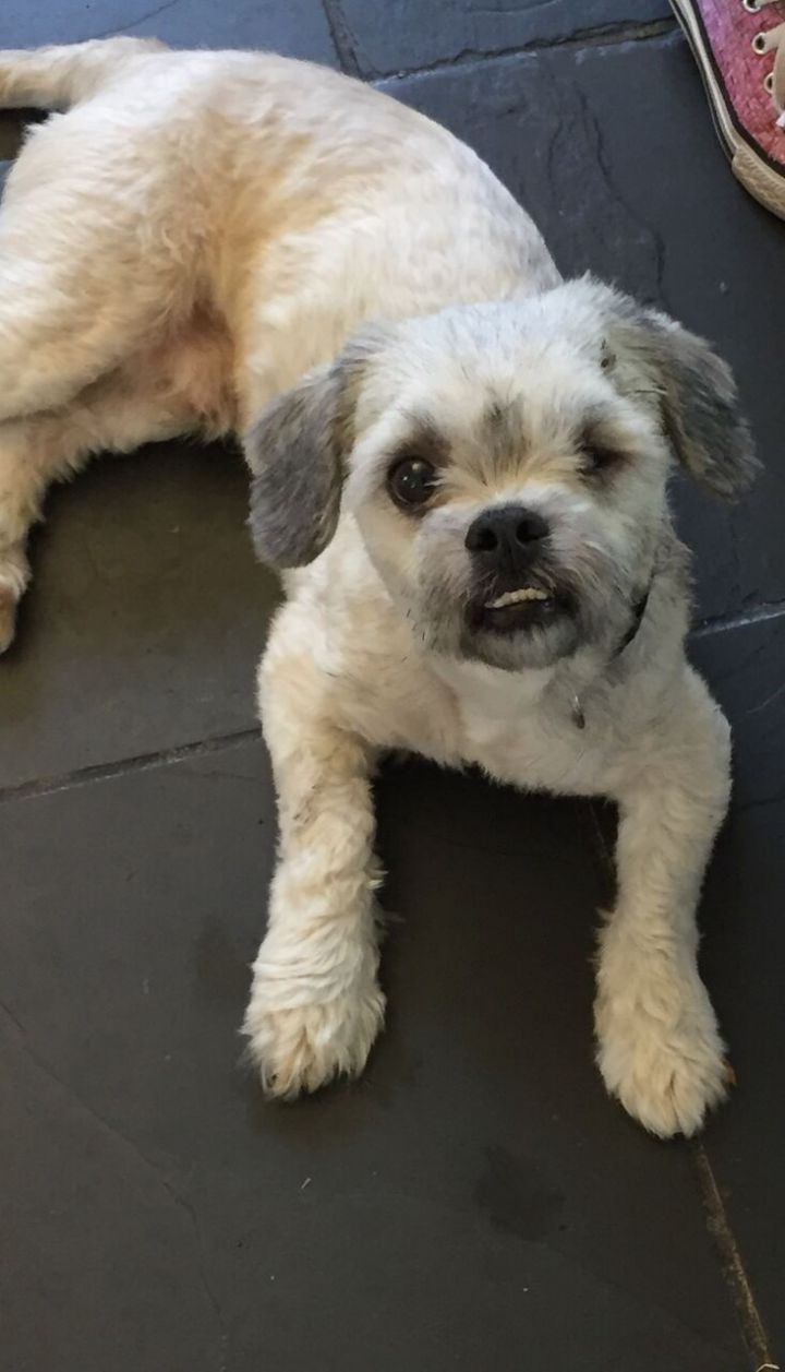 Dog For Adoption Kamp Barkley A Shih Tzu In Houston Tx Petfinder