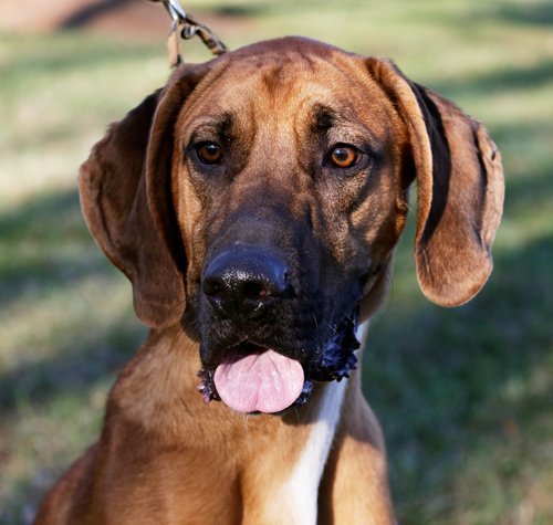 Monty, an adoptable Hound in Arlington, VA, 22210 | Photo Image 1