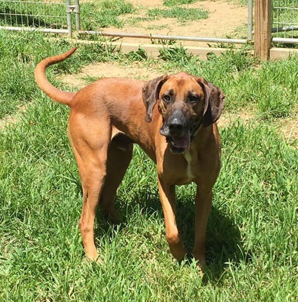 Monty, an adoptable Hound in Arlington, VA, 22210 | Photo Image 2