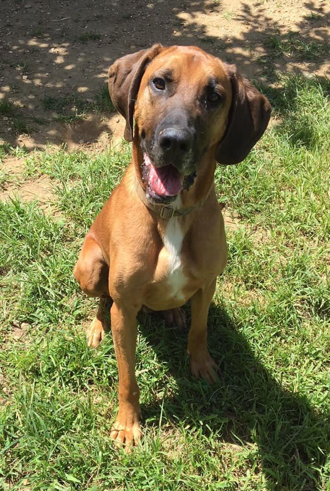 Monty, an adoptable Hound in Arlington, VA, 22210 | Photo Image 3