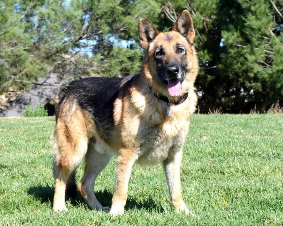 Dog for adoption - Judge, a German Shepherd Dog in San Diego, CA ...