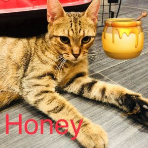 Honey