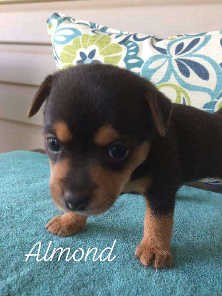 Almond 1