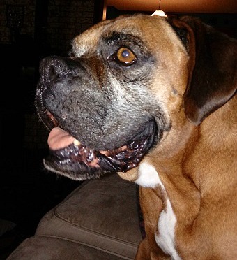 Kapono, an adoptable Boxer in Hurst, TX, 76054 | Photo Image 2