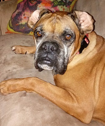 Kapono, an adoptable Boxer in Hurst, TX, 76054 | Photo Image 3