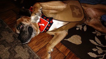 Kapono, an adoptable Boxer in Hurst, TX, 76054 | Photo Image 5