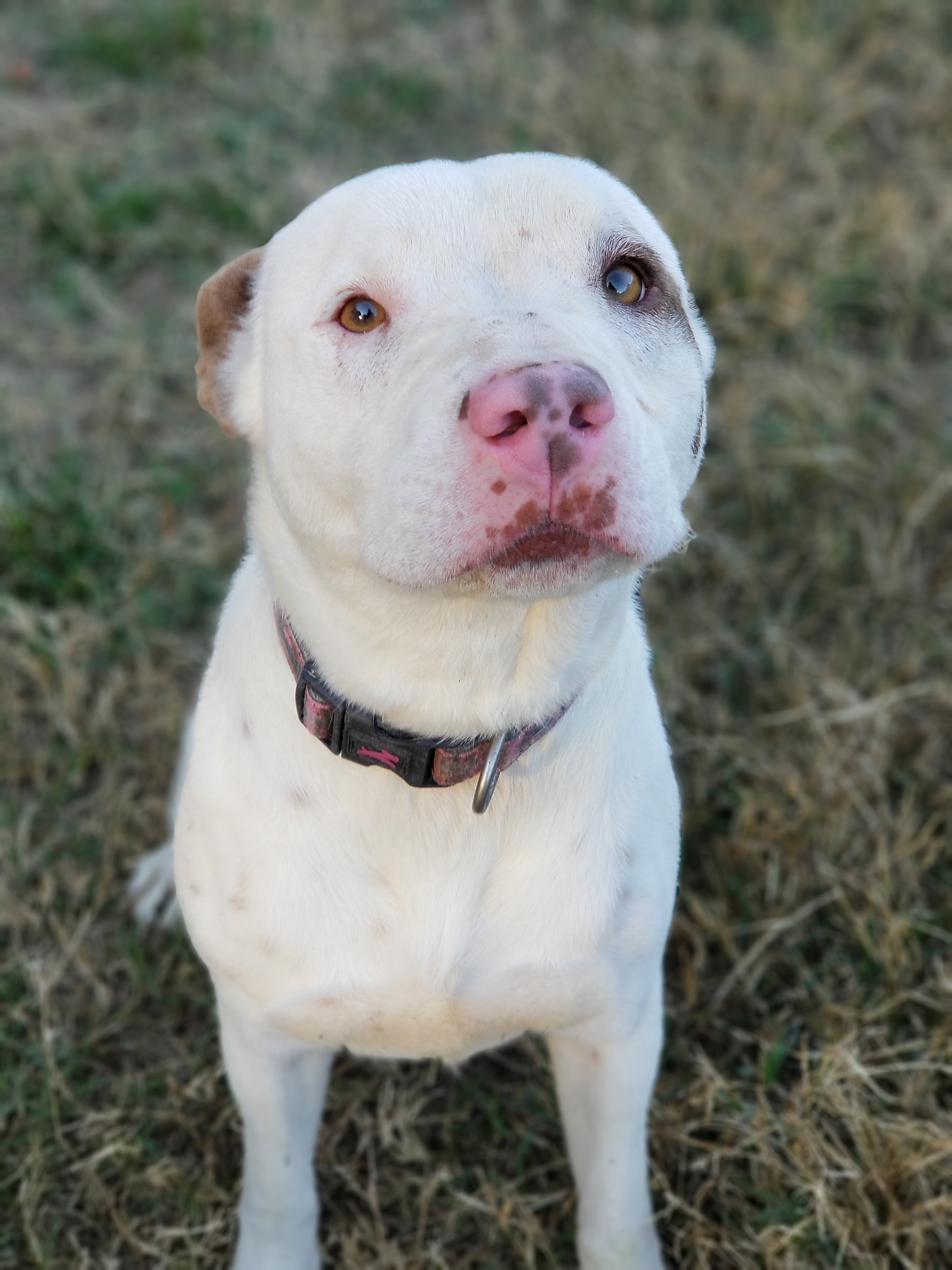 pit and shepherd mix