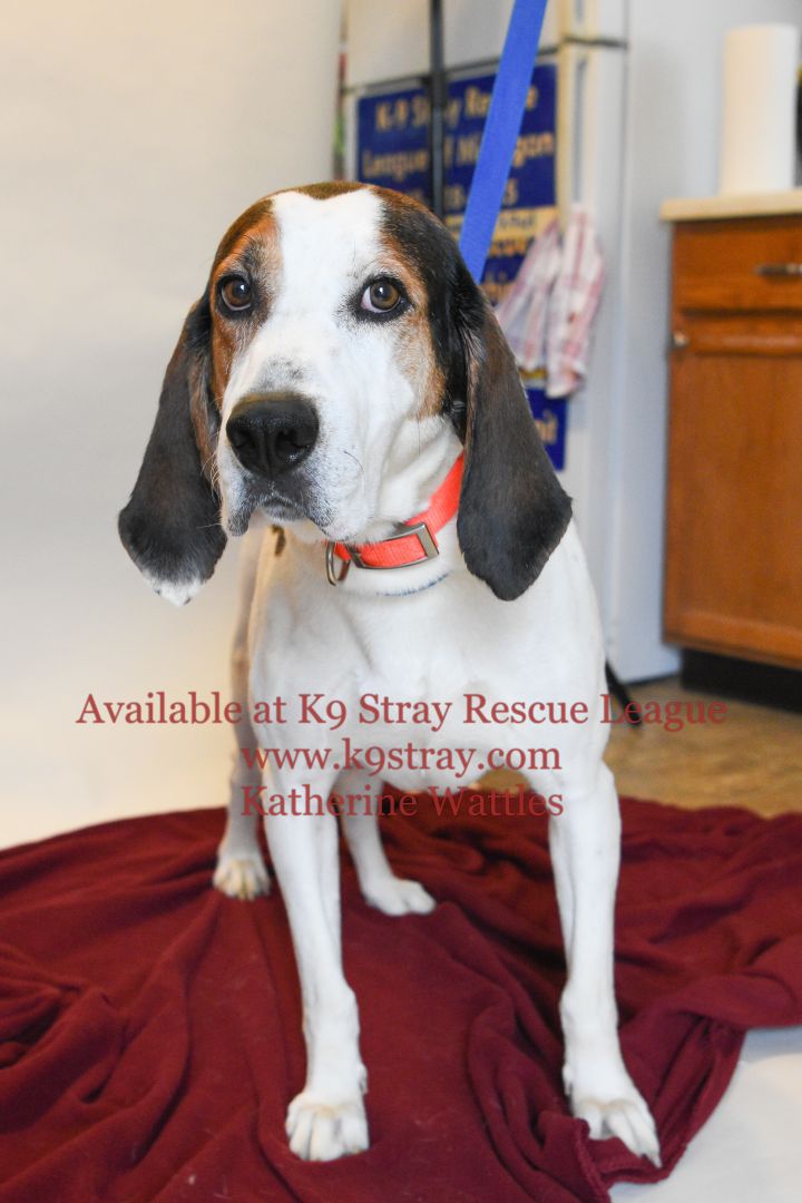 Roman, an adopted Treeing Walker Coonhound Mix in Oxford, MI_image-3